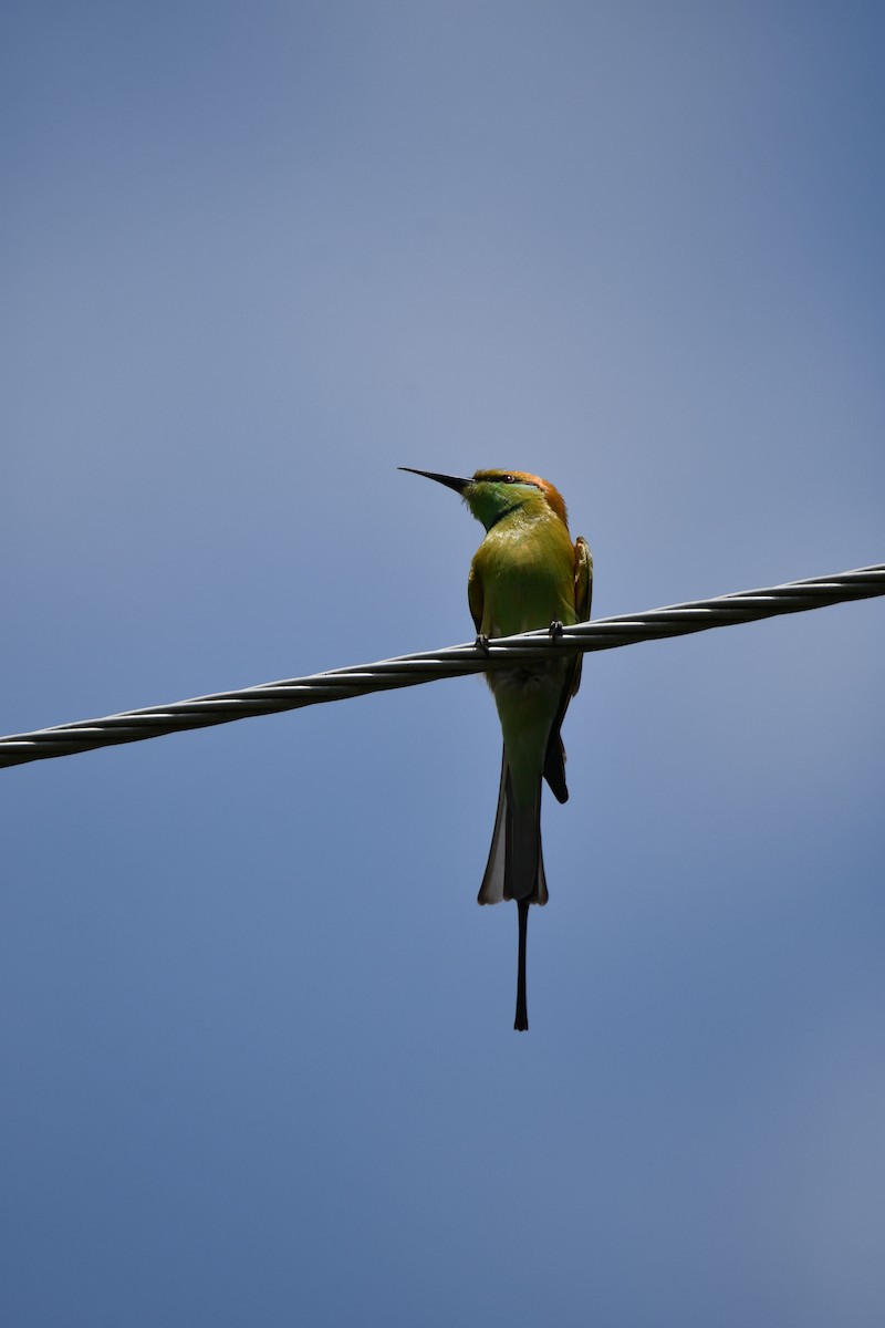 Asian Green Bee-eater - ML519300151
