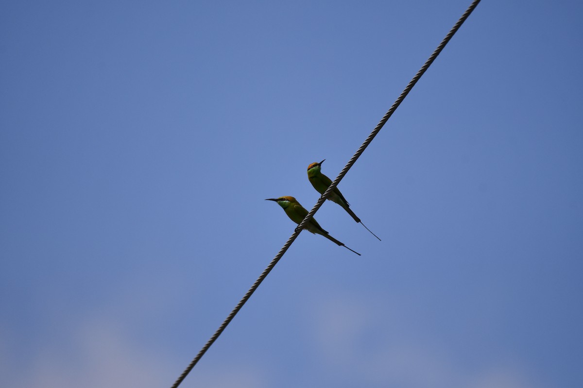 Asian Green Bee-eater - ML519300211