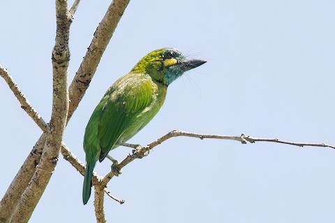 Photos - Yellow-eared Barbet - Psilopogon australis - Birds of the