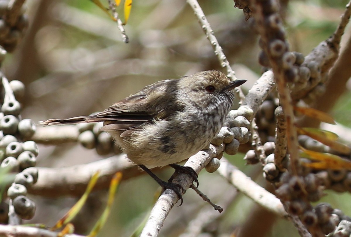 Brown Thornbill - Mel Mitchell