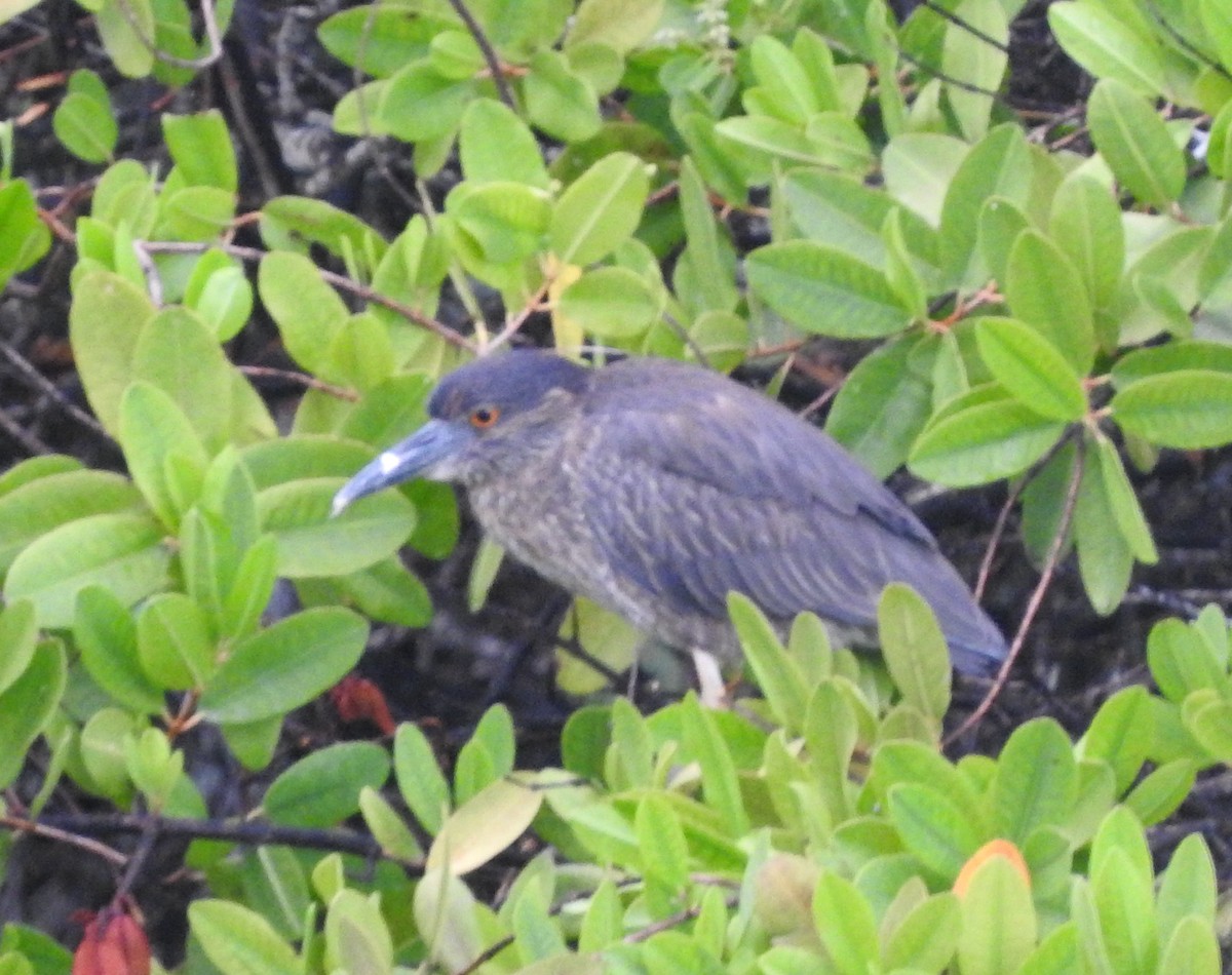 Yellow-crowned Night Heron (Galapagos) - ML51930201