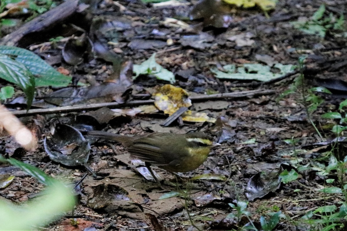 Yellow-browed Oxylabes - Jason Fidorra