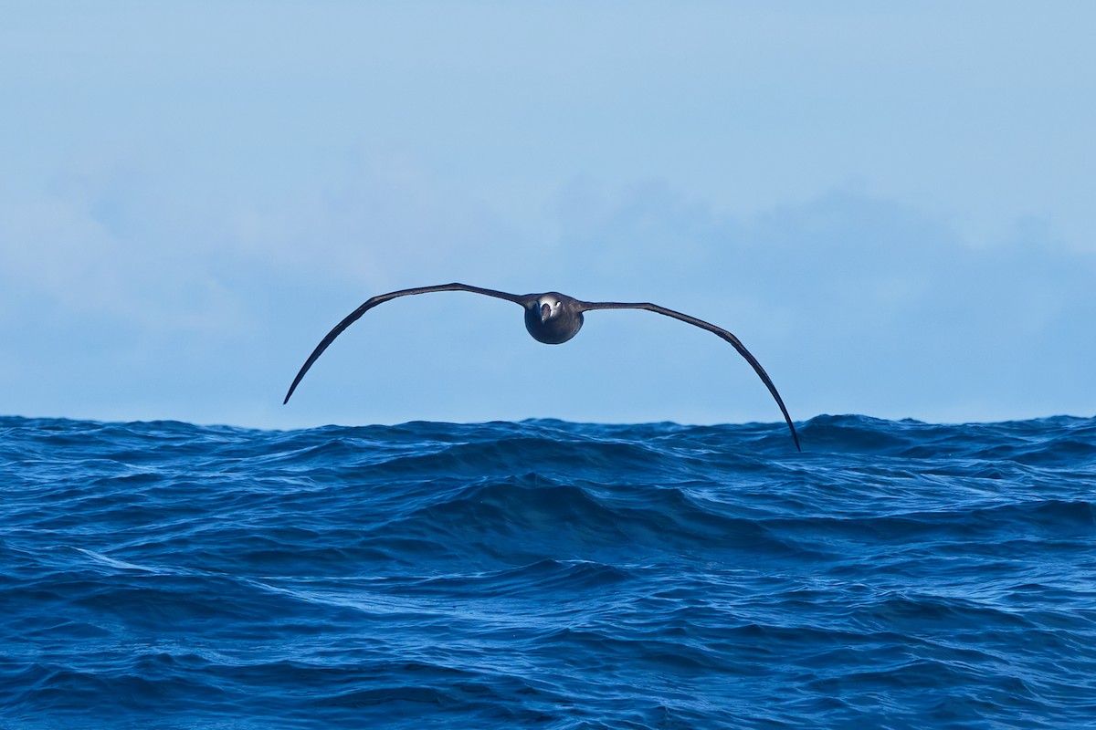 Albatros à pieds noirs - ML519303991