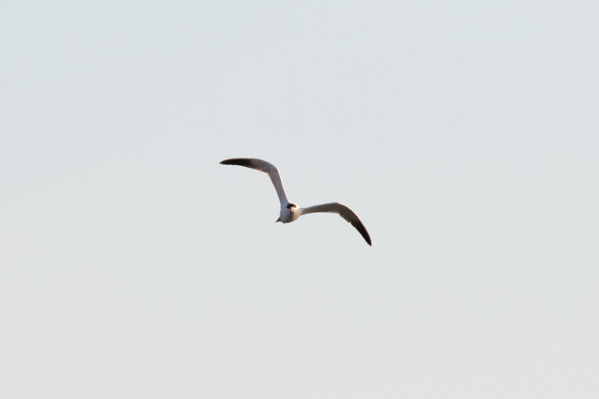 Caspian Tern - Evan Buck