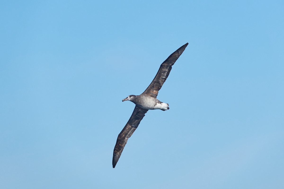 albatros černonohý - ML519304151