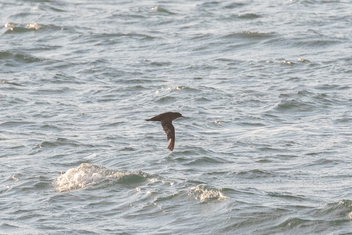 Puffin à bec grêle - ML519304321