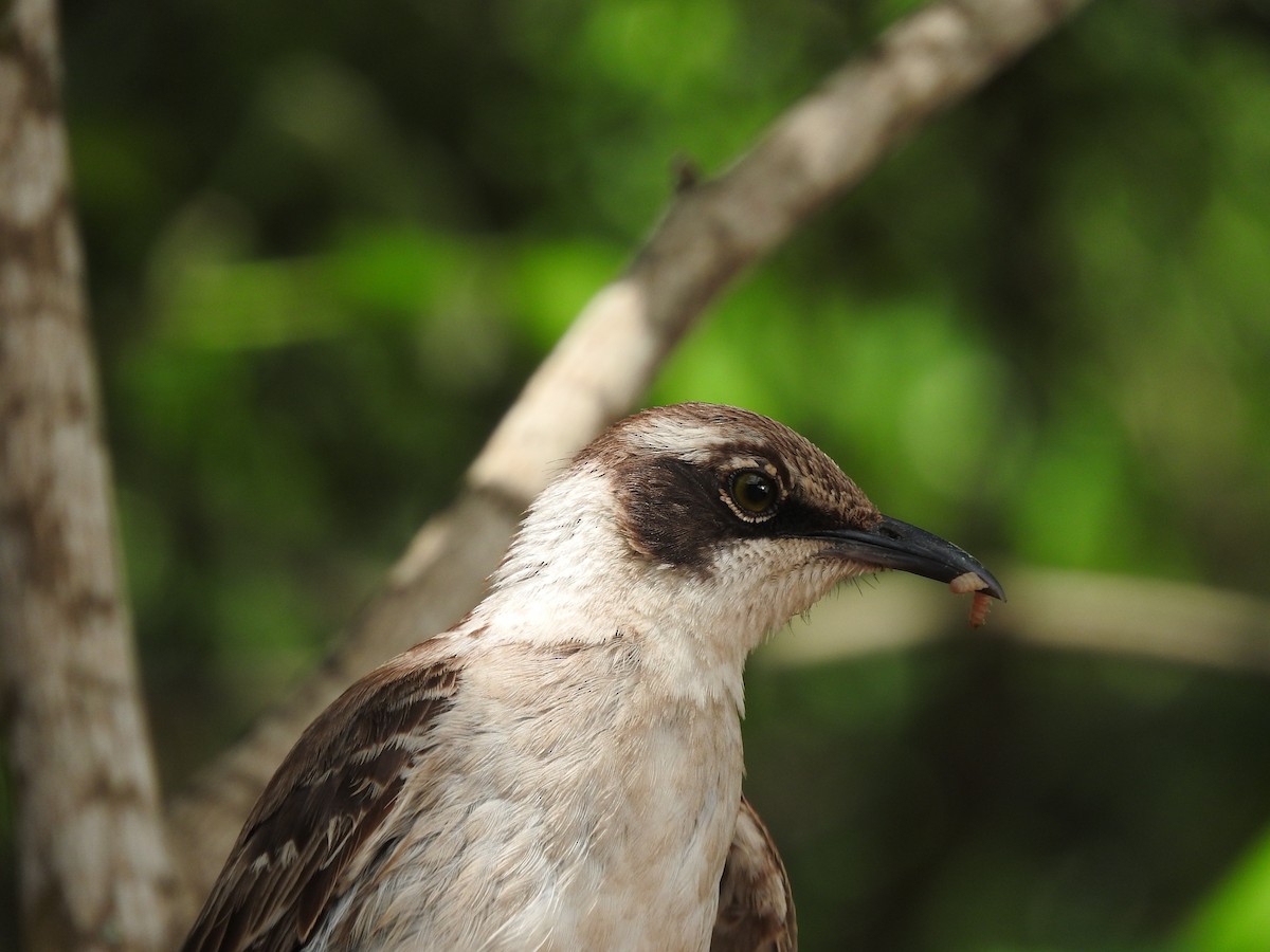 Galapagos Mockingbird - ML51930461