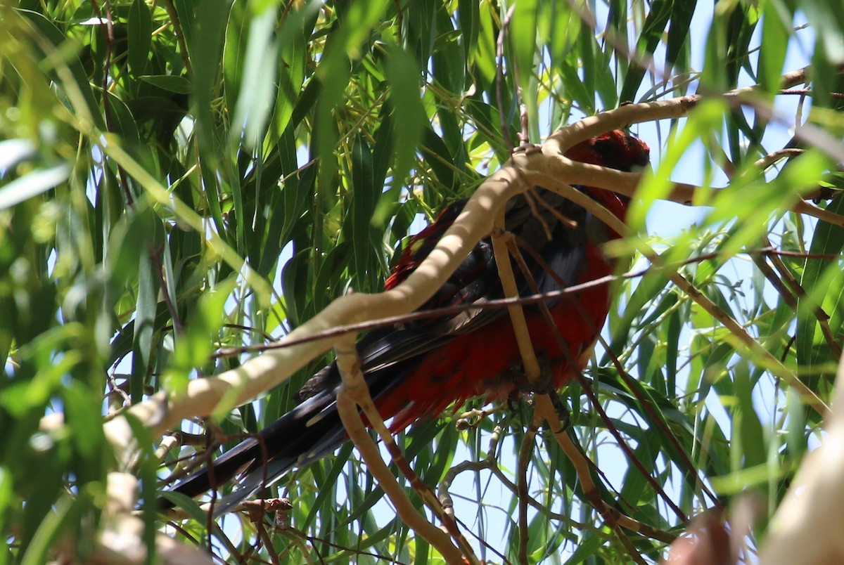 Crimson Rosella - ML519304701