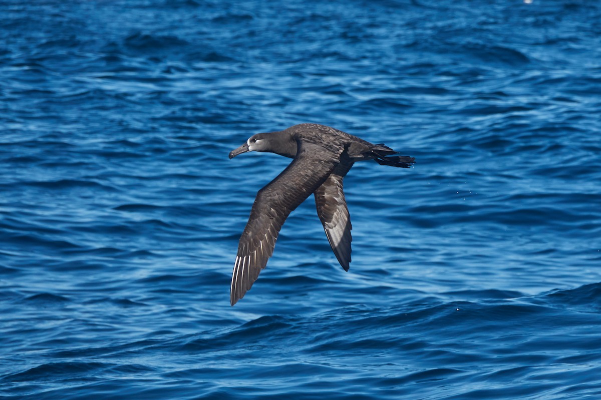 Albatros à pieds noirs - ML519304811