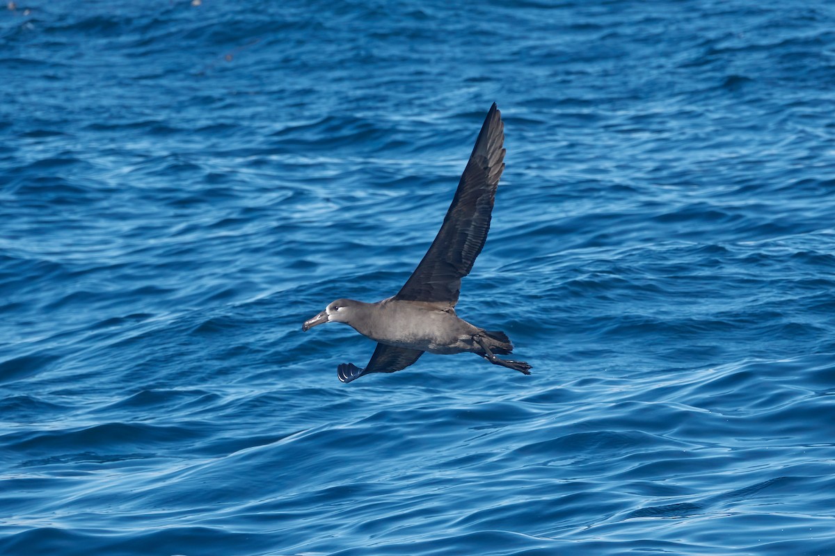 albatros černonohý - ML519304821
