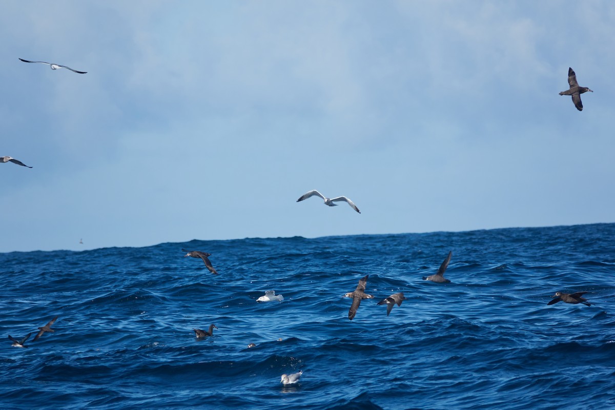 Albatros à pieds noirs - ML519304831