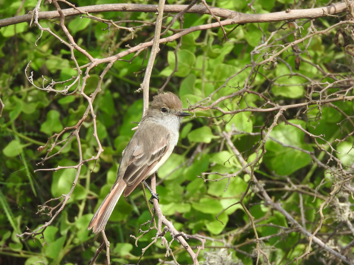 Galapagos Flycatcher - ML51930491