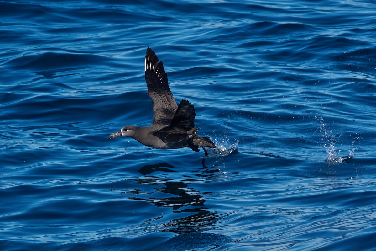 Albatros à pieds noirs - ML519305141