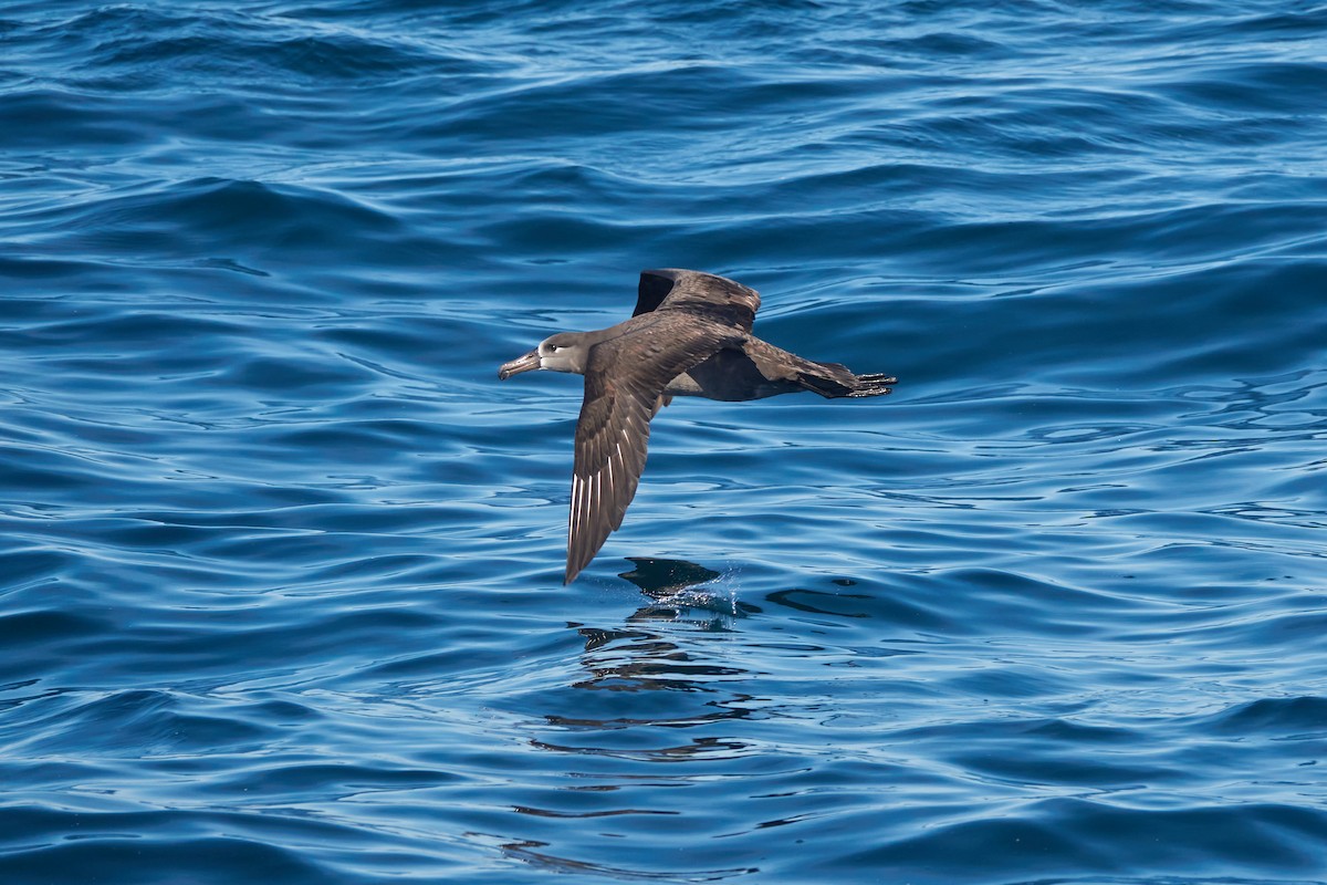 Albatros à pieds noirs - ML519305181