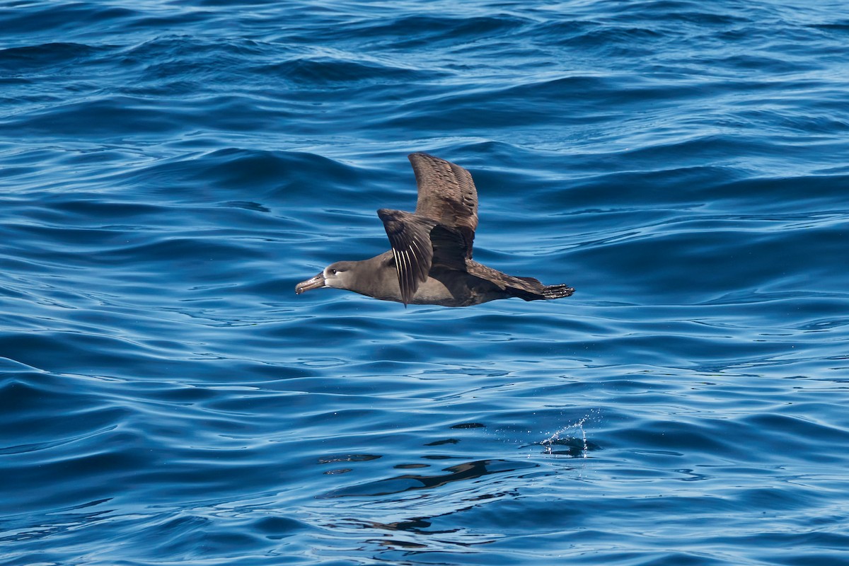 Albatros à pieds noirs - ML519305211