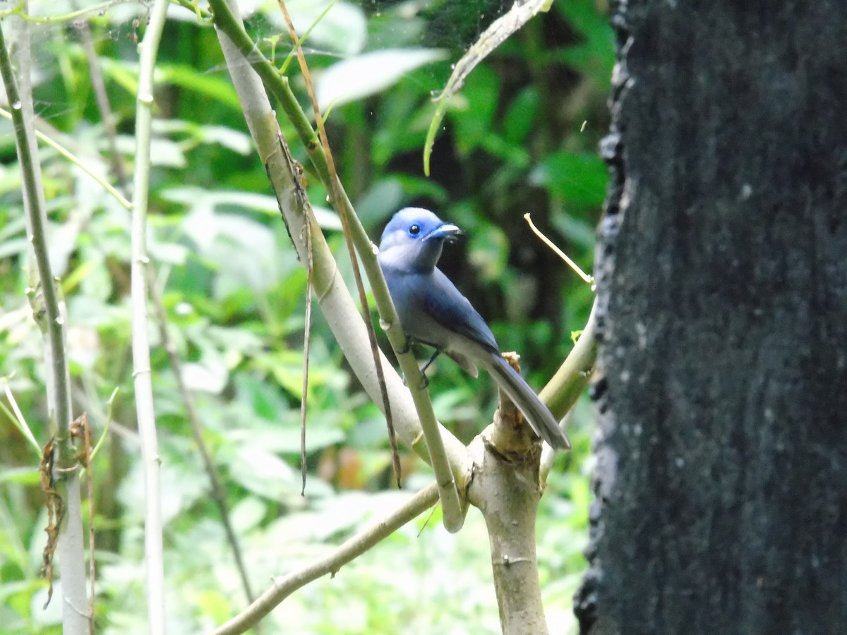 Pale-blue Monarch - ML519305301