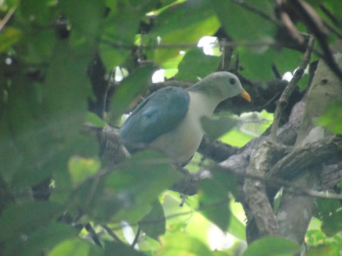 Maroon-chinned Fruit-Dove - ML519305701