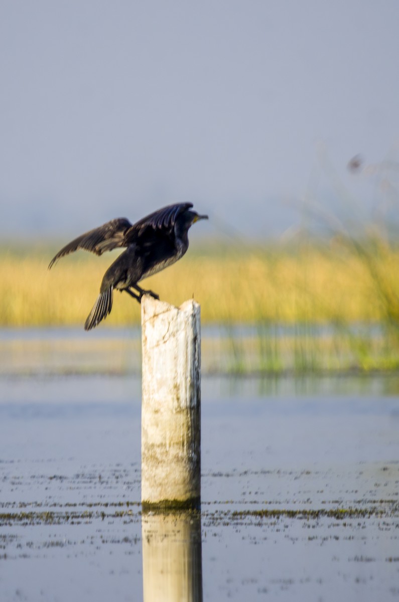 Cormorán Grande - ML519307471