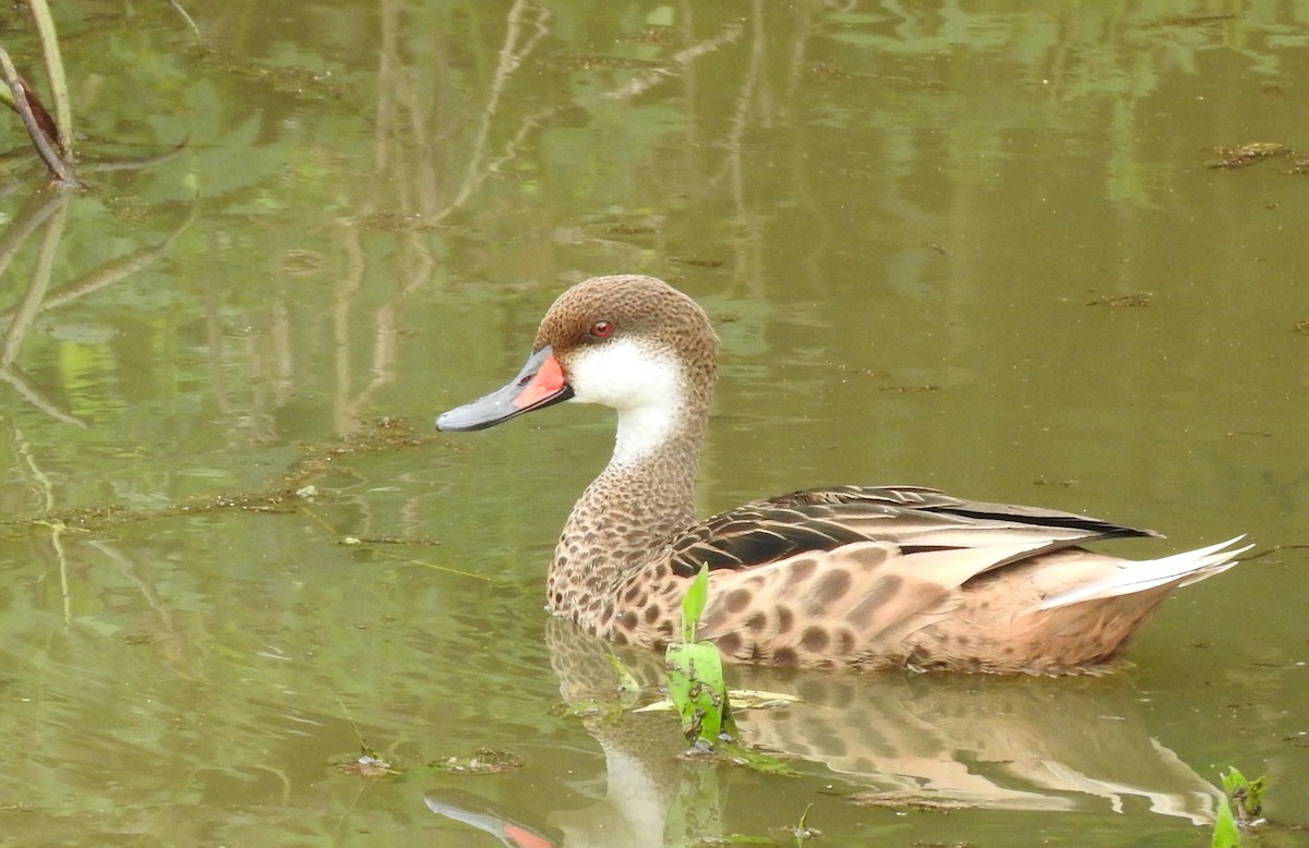 White-cheeked Pintail (Galapagos) - ML51930771