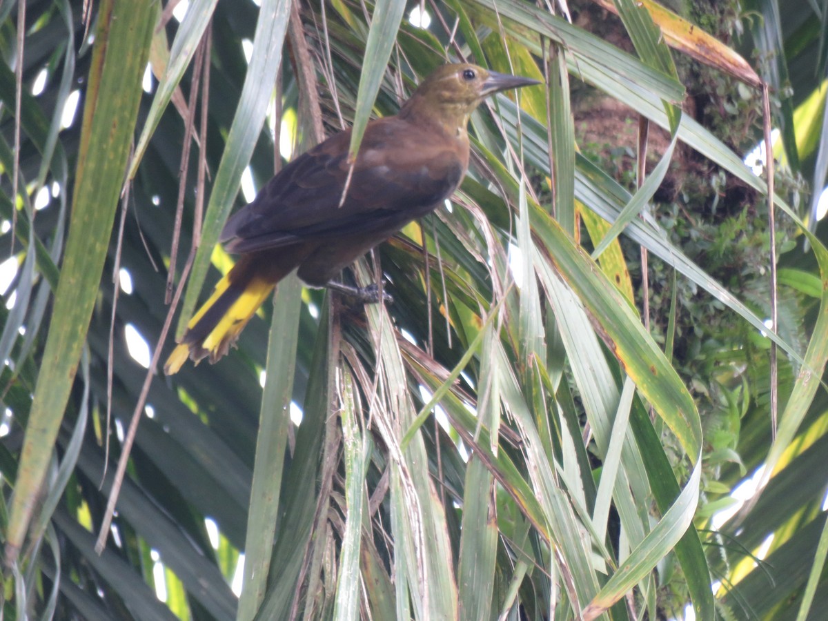 Russet-backed Oropendola - Edison🦉 Ocaña