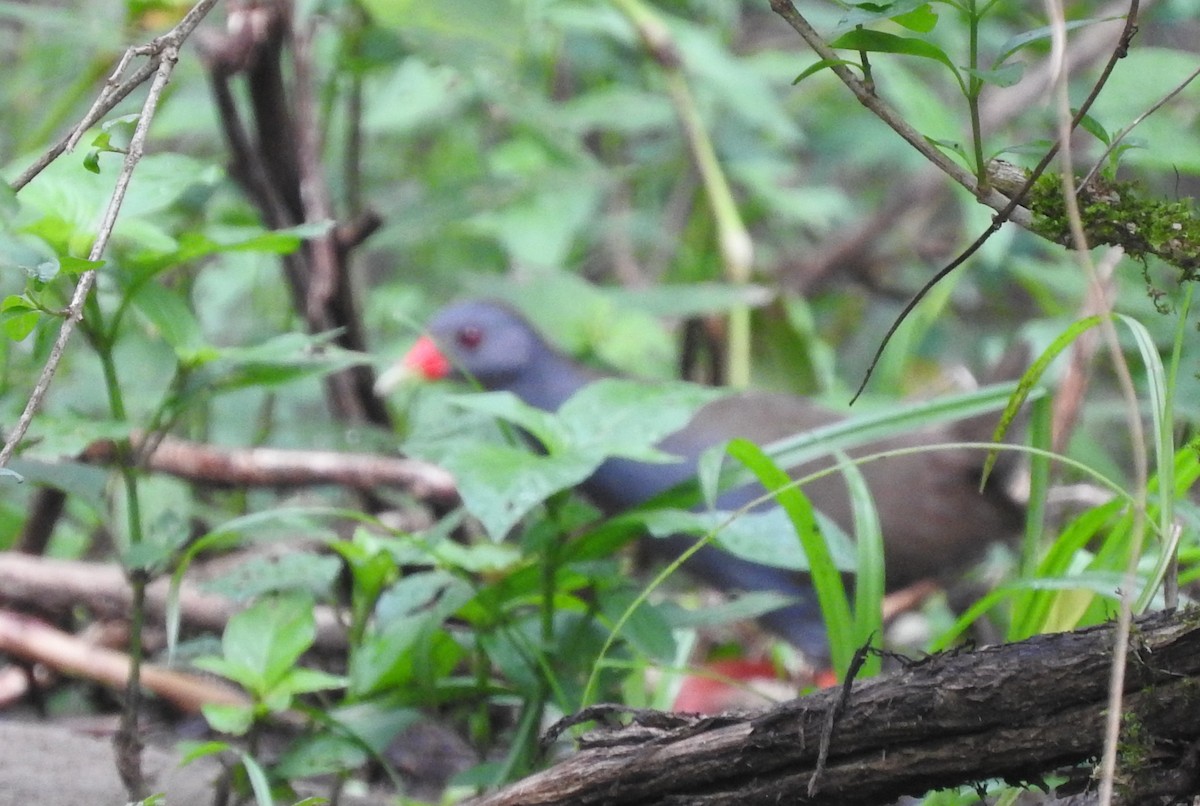 Paint-billed Crake - ML51930821