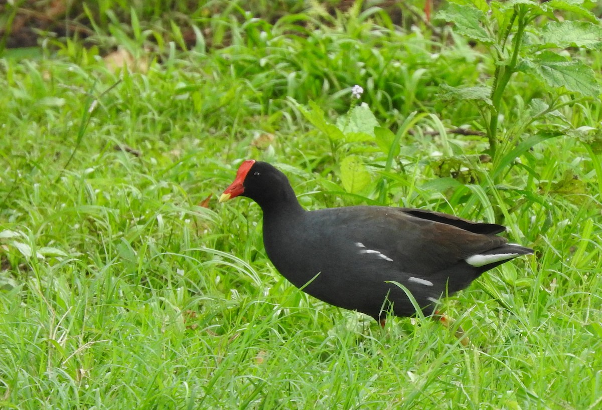 Common Gallinule - ML51930871