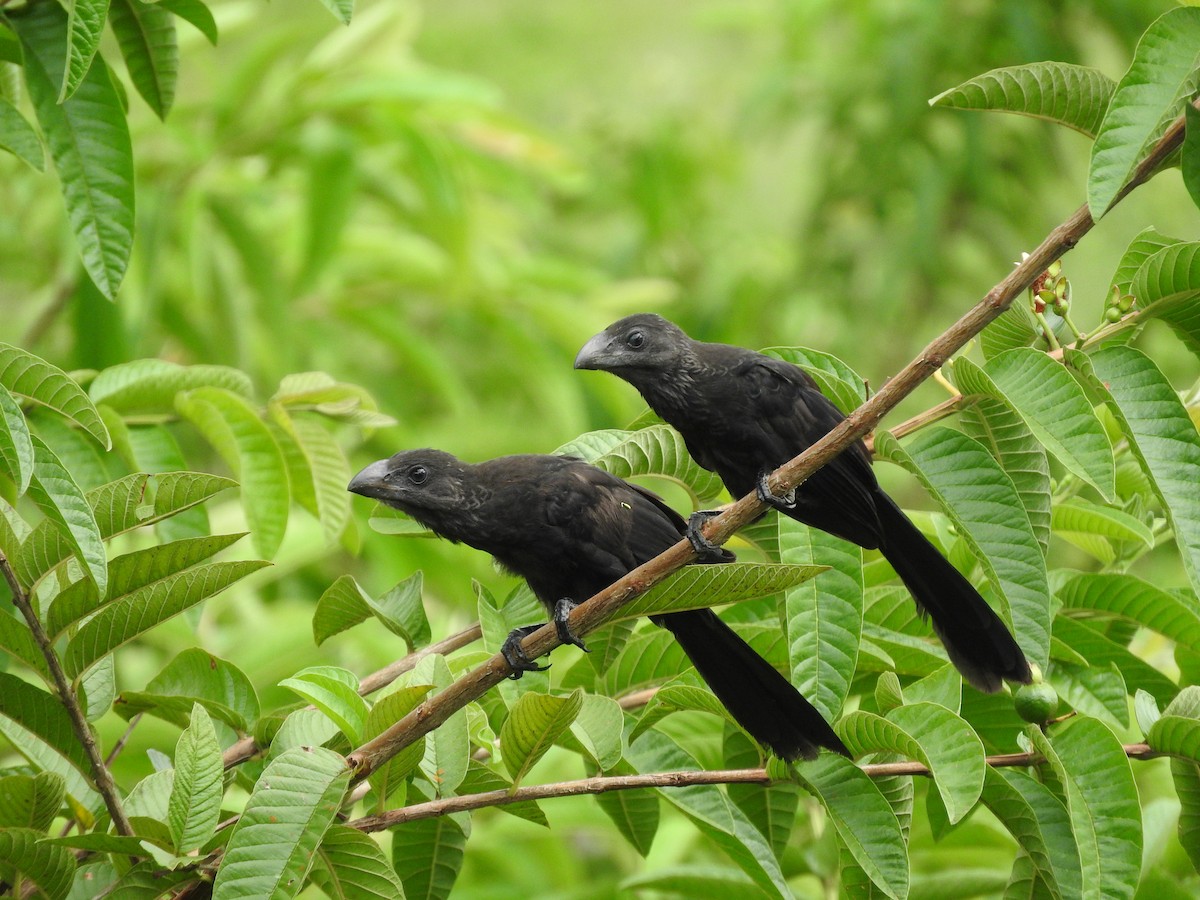 Smooth-billed Ani - Cole Gaerber