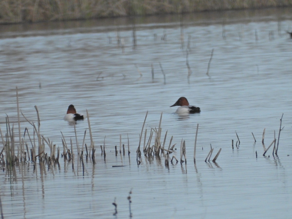 Canvasback - ML519310421