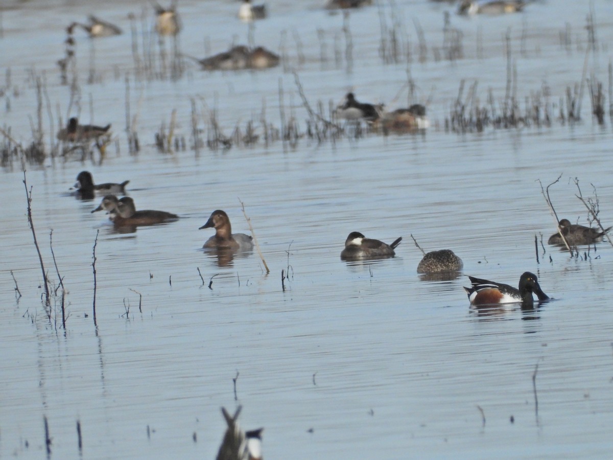 Canvasback - ML519310651