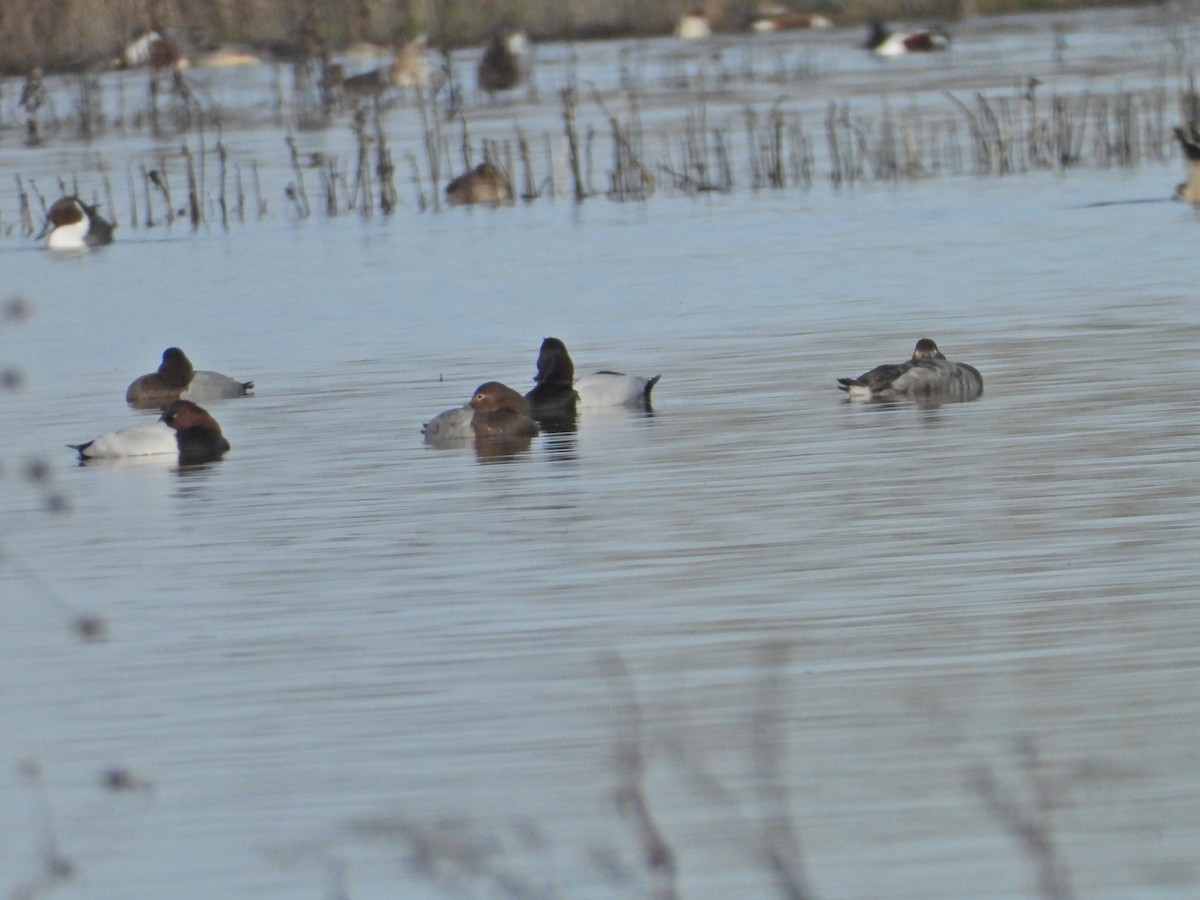 Canvasback - ML519311021