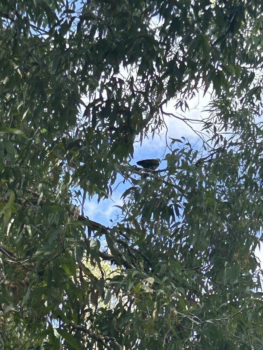 White-headed Pigeon - Delia Walker