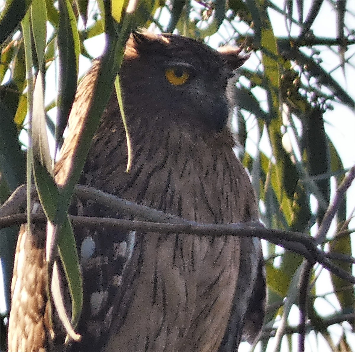 Brown Fish-Owl - ML519312351