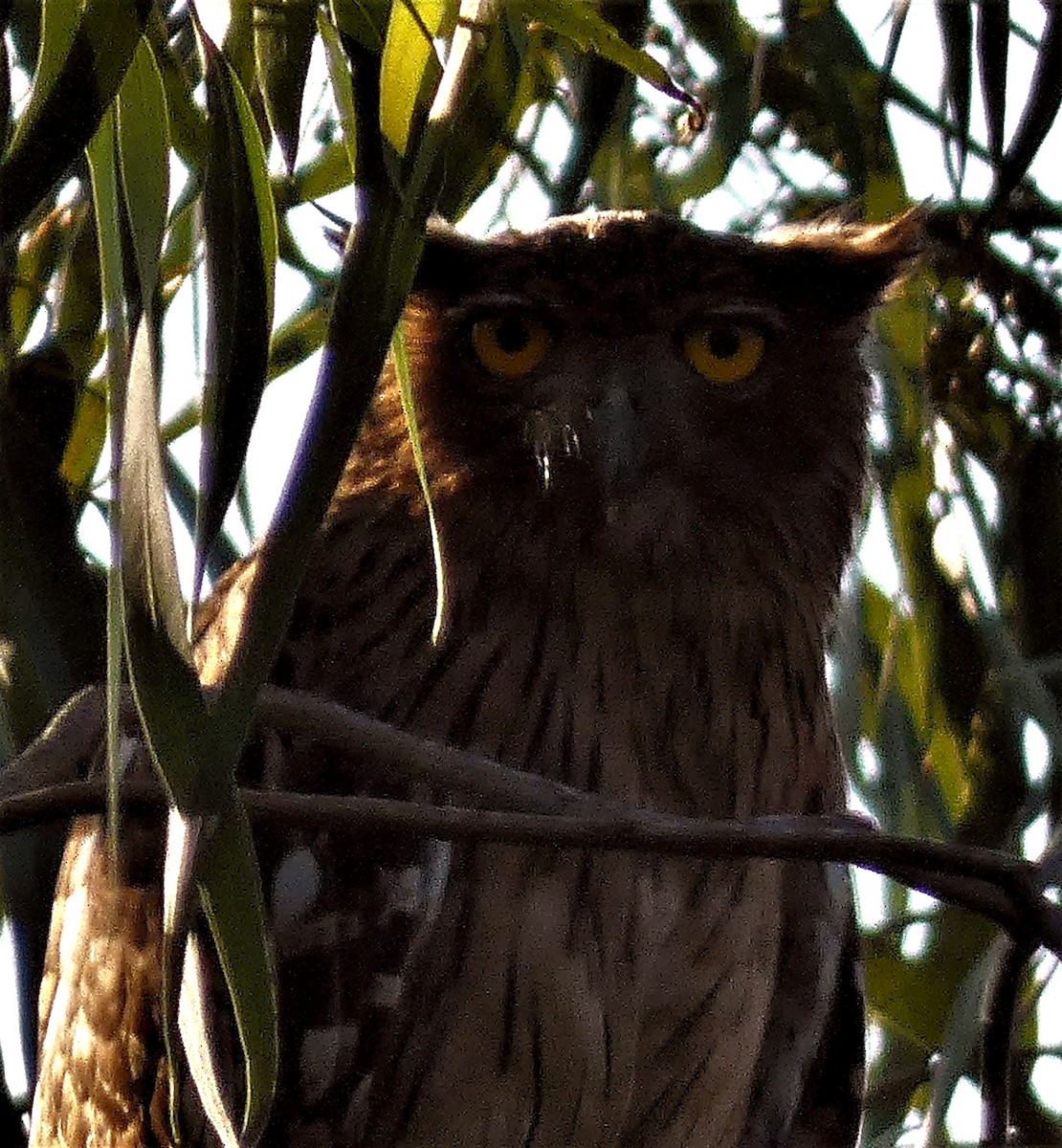 Brown Fish-Owl - ML519312371