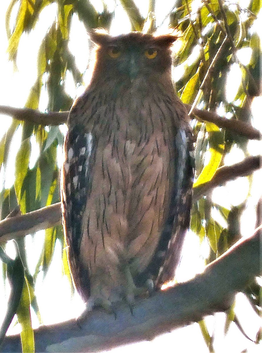 Brown Fish-Owl - ML519312381