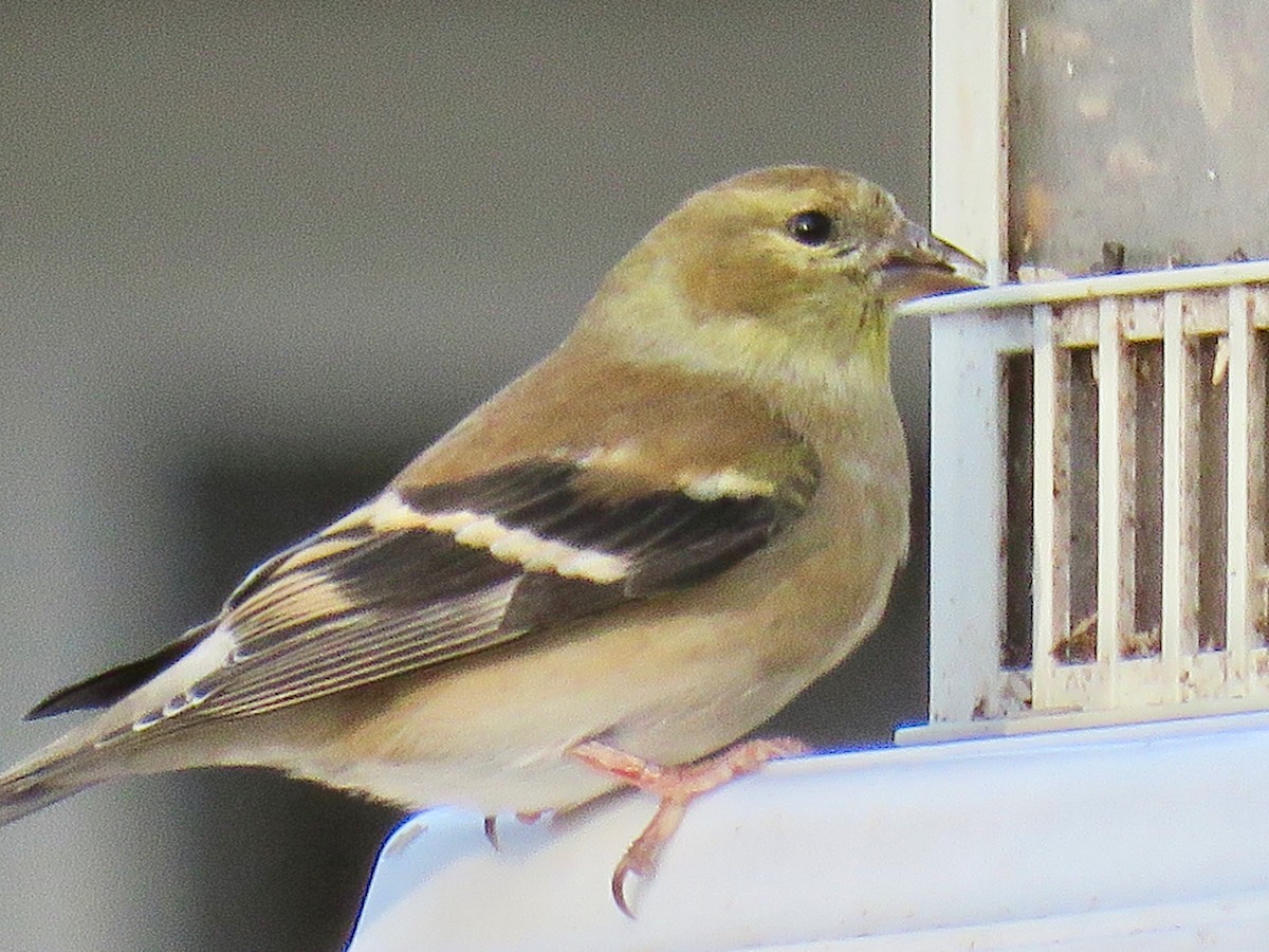 American Goldfinch - ML519312701