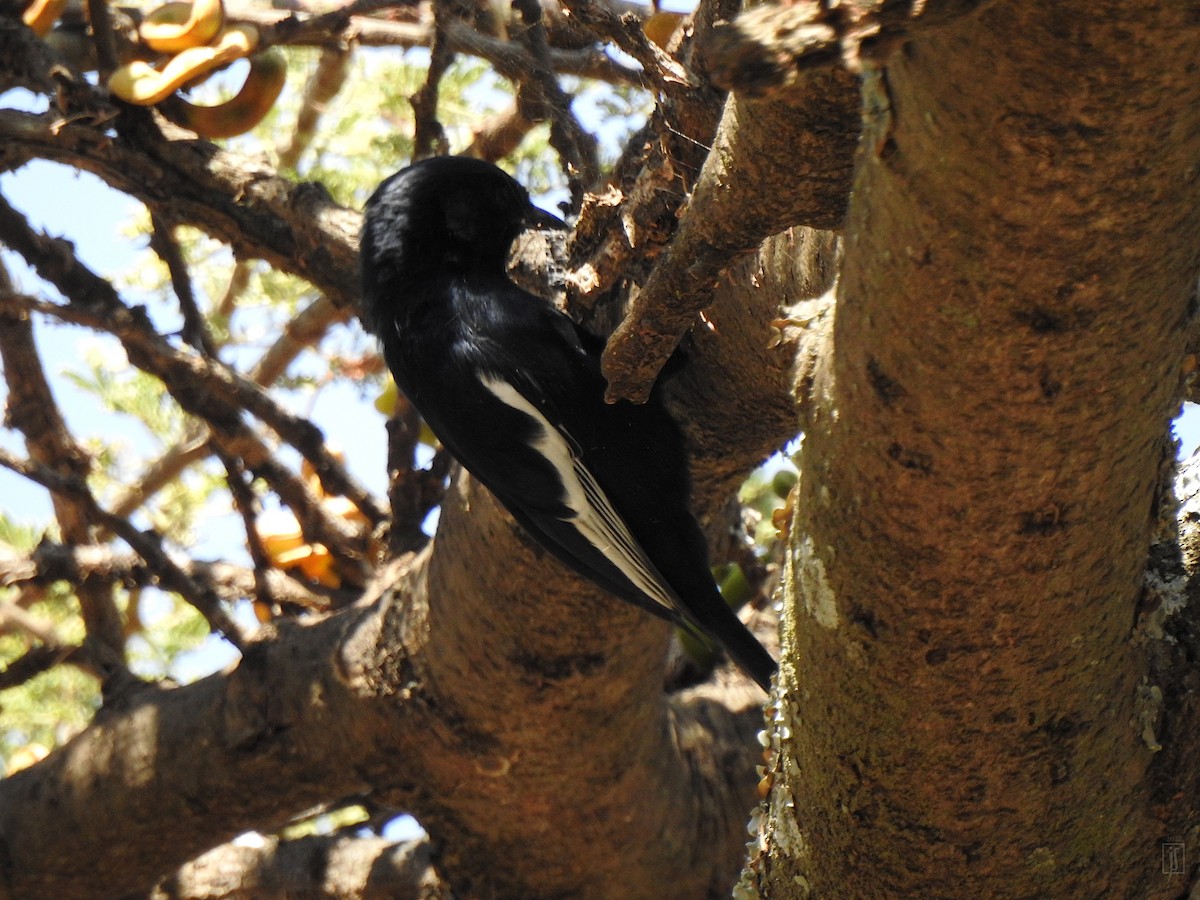 White-winged Black-Tit - Joshua Smolders