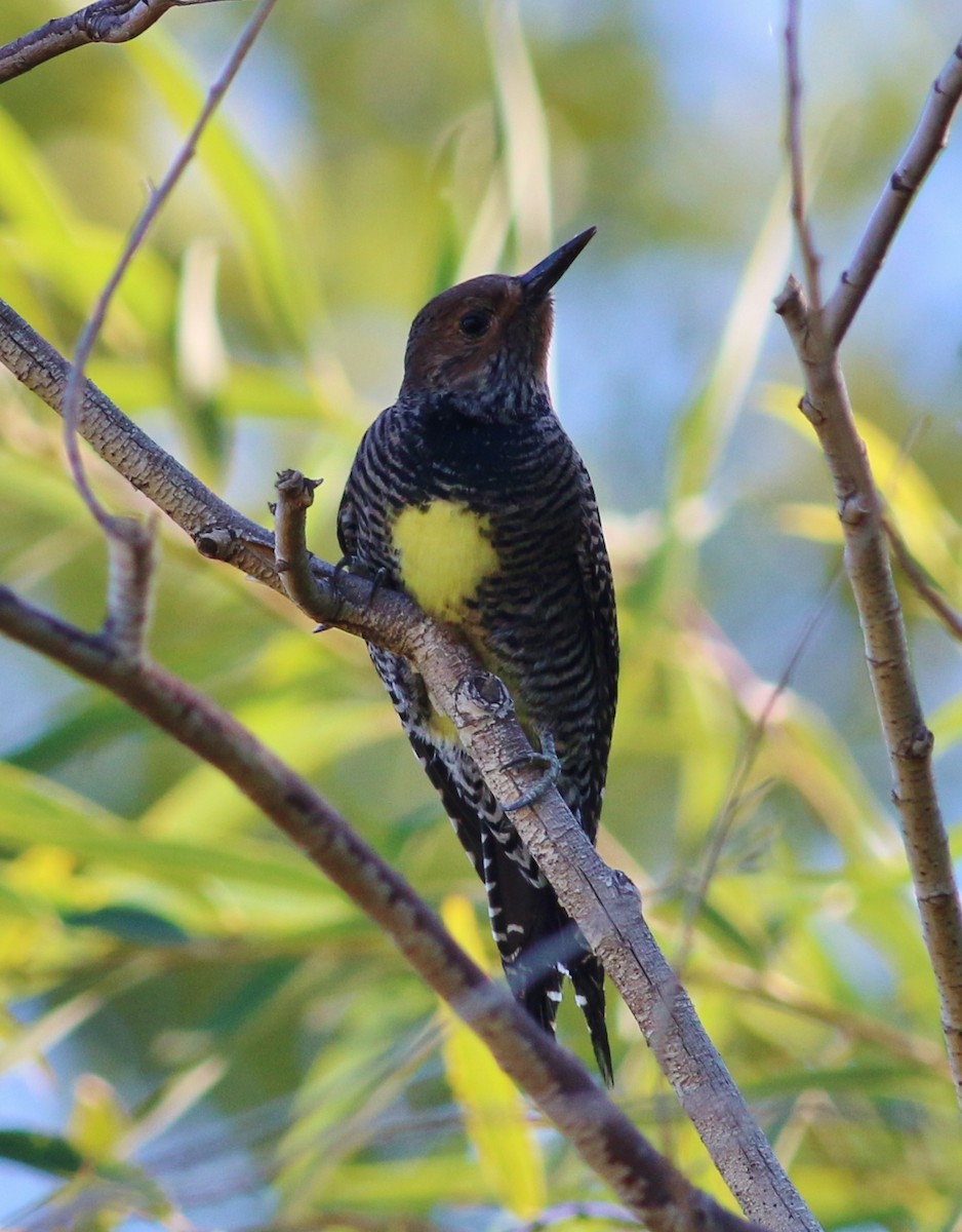 Williamson's Sapsucker - ML51931461