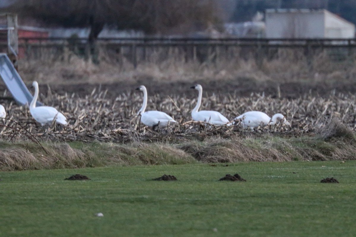 Trumpeter Swan - ML519314781