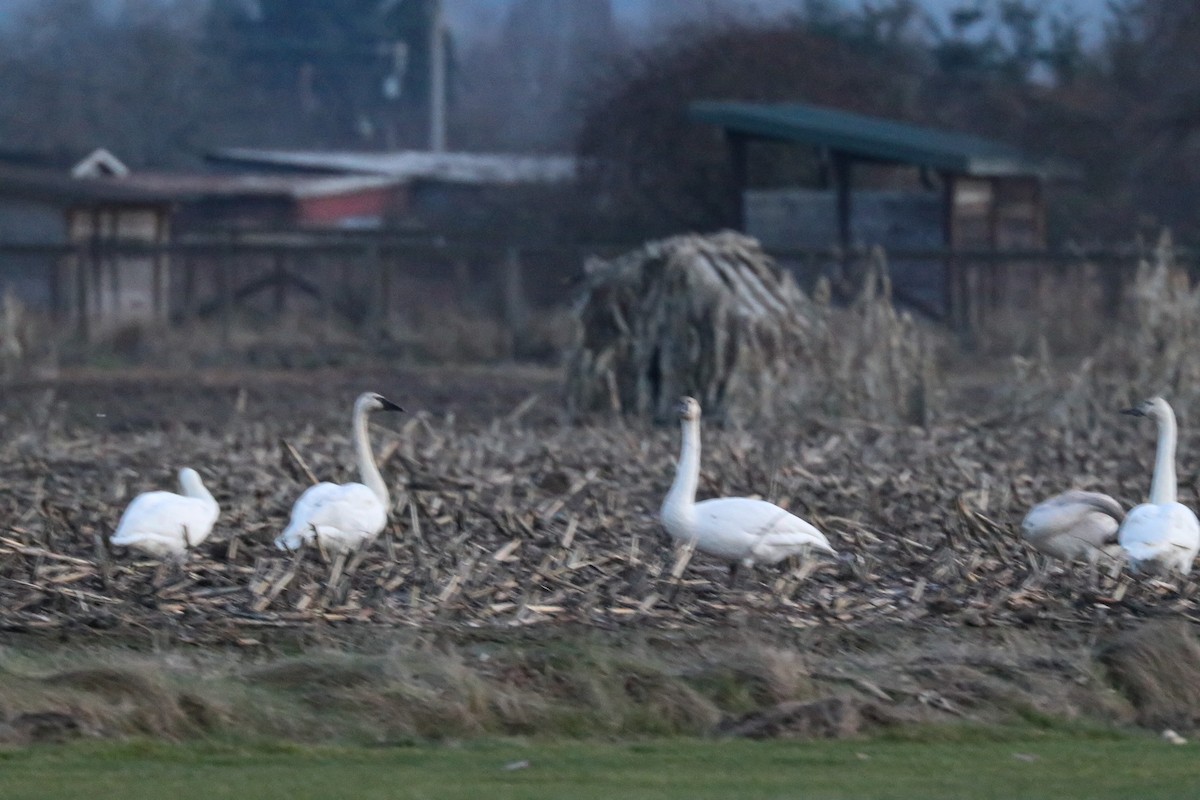 Cisne Trompetero - ML519314801