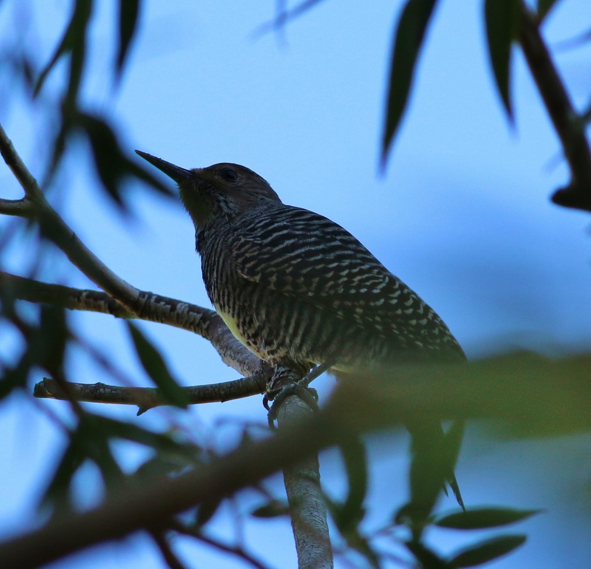 Williamson's Sapsucker - ML51931481