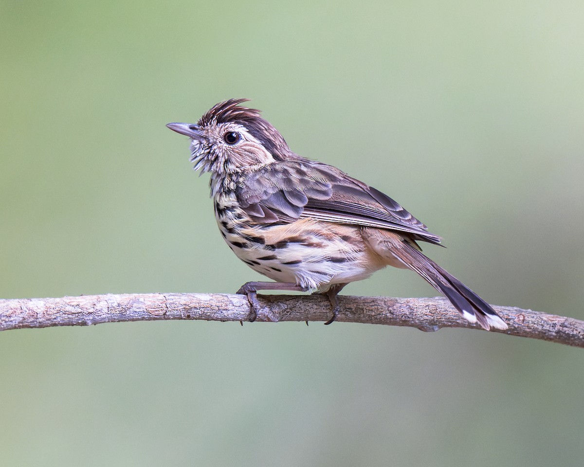 Speckled Warbler - ML519315181
