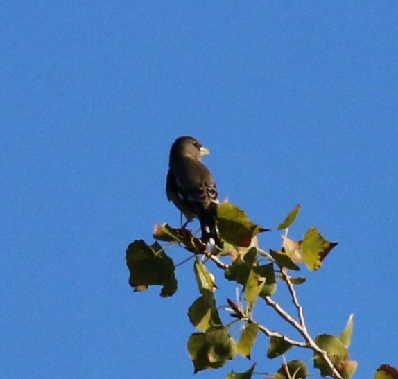 Evening Grosbeak - ML51931521