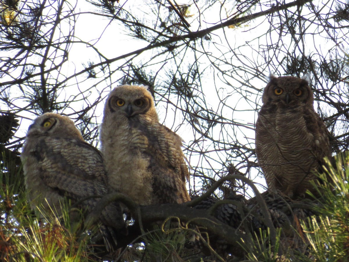 Lesser Horned Owl - ML519315461