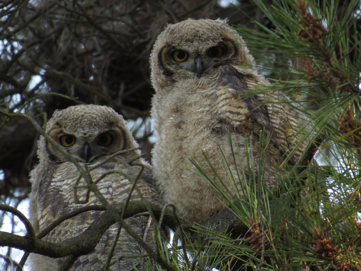Lesser Horned Owl - ML519315551