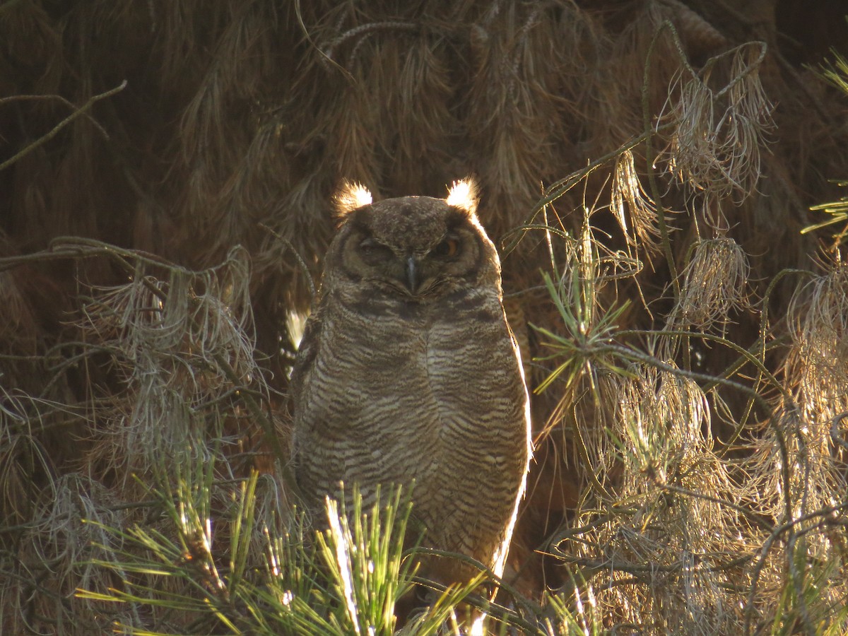 Lesser Horned Owl - ML519315611