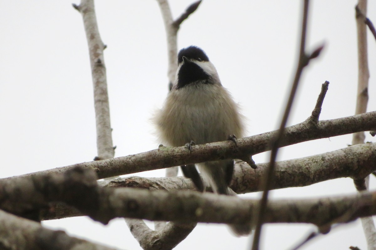 Carolina Chickadee - ML519315621