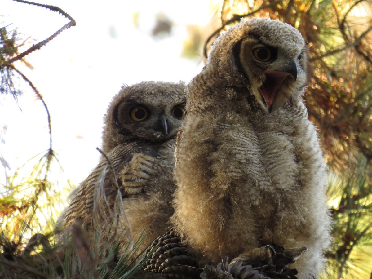 Lesser Horned Owl - ML519315631