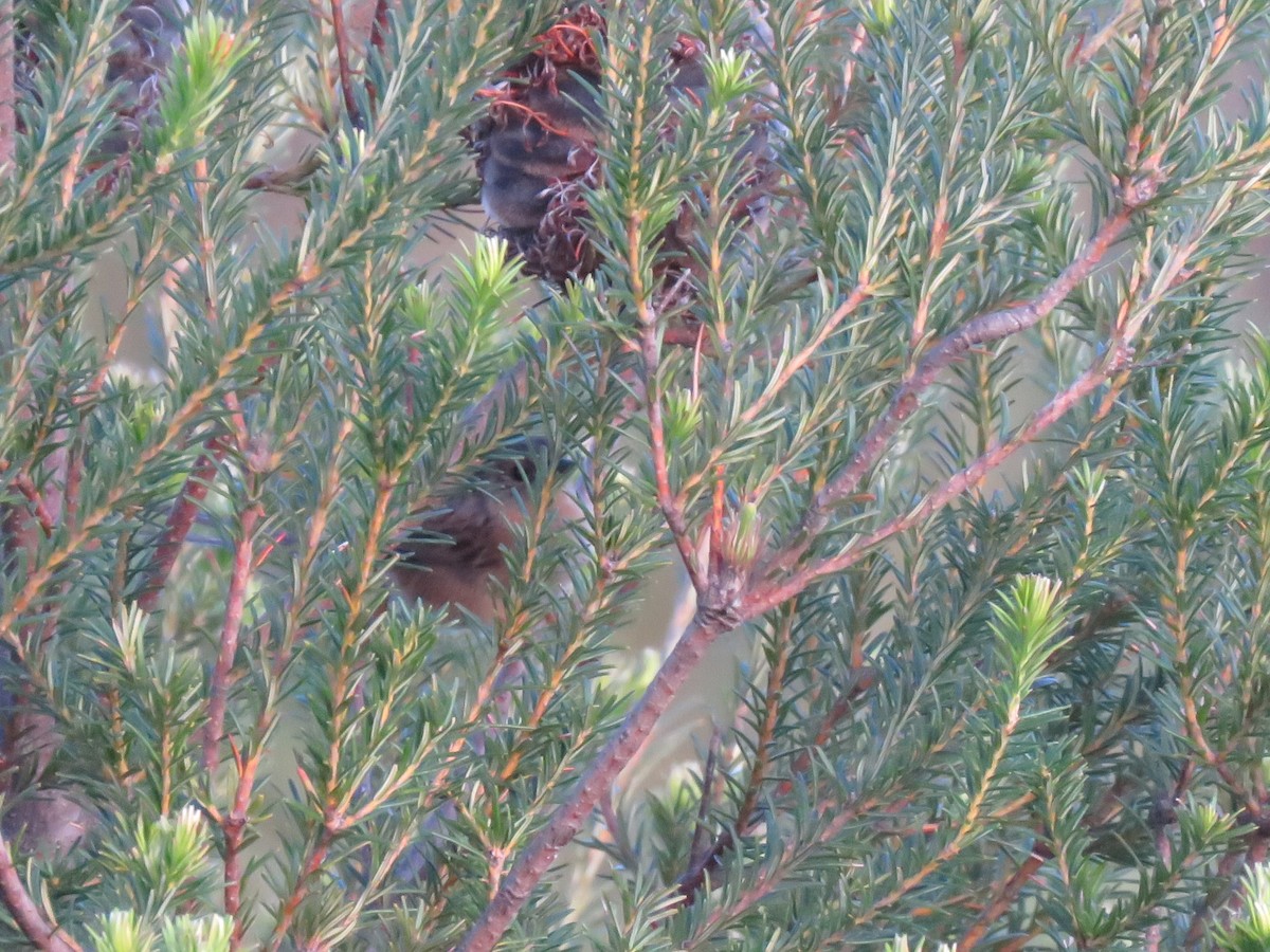 Southern Emuwren - Stuart Ling