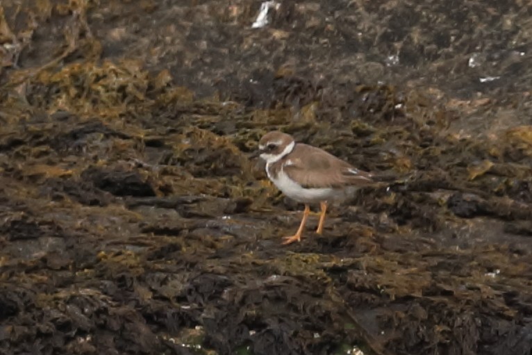 Common Ringed Plover - ML519318371