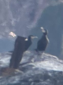 Great Cormorant - ML519319181